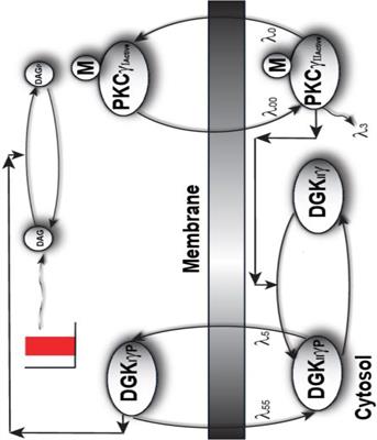 Simplified Model of PKCγ Signaling Dysregulation and Cytosol-to-Membrane Translocation Kinetics During Neurodegenerative Spinocerebellar Ataxia Type 14 (SCA14)